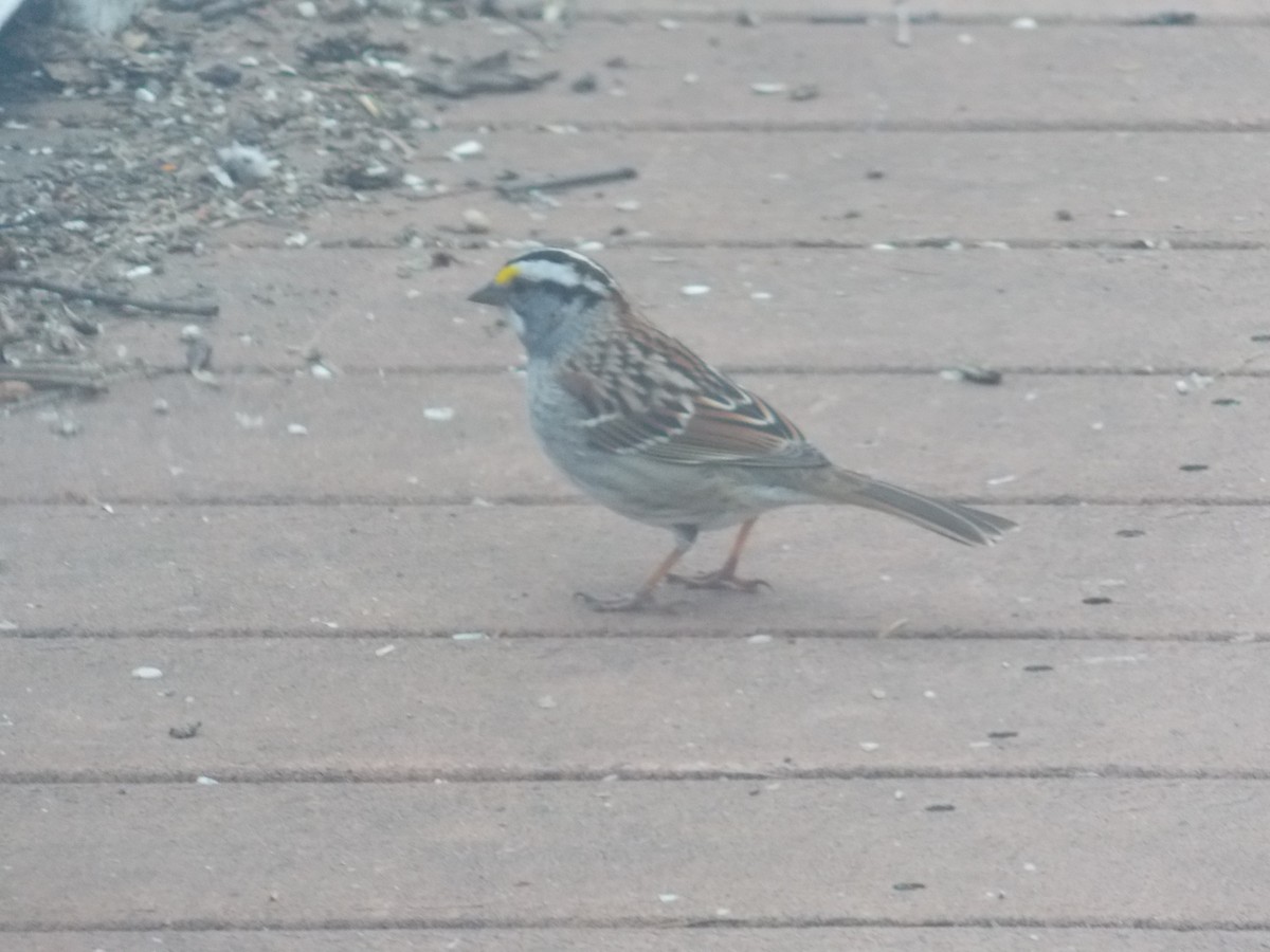 White-throated Sparrow - Glenn Knoblock