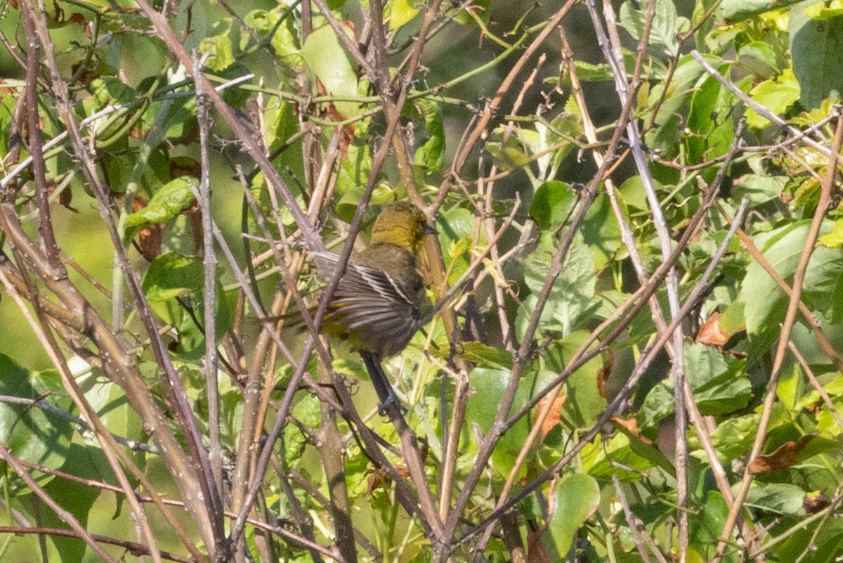 Orchard Oriole - ML618130829