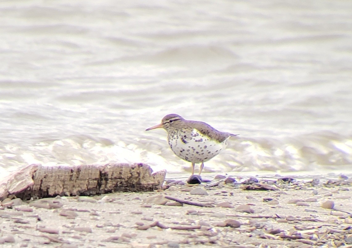 Spotted Sandpiper - Neal Reilly