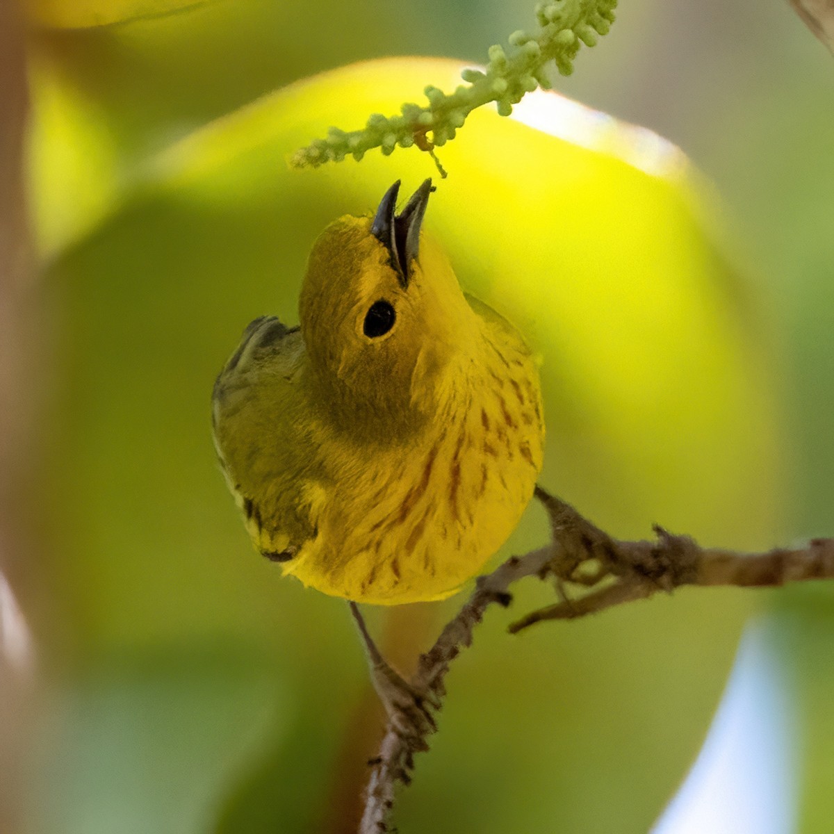 Yellow Warbler - James Hoagland