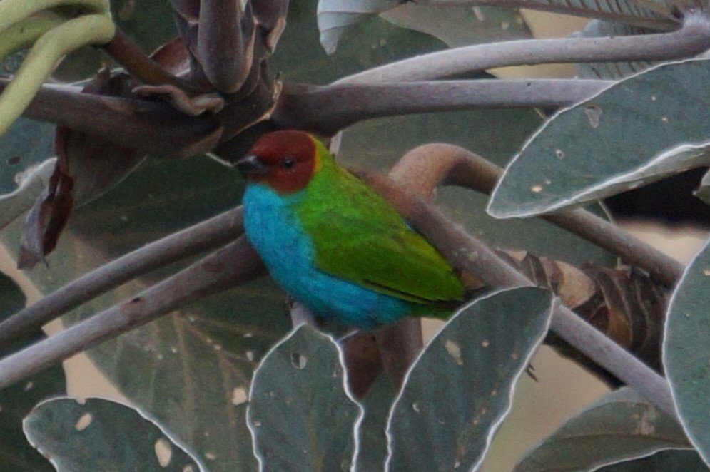 Bay-headed Tanager - ML618130880