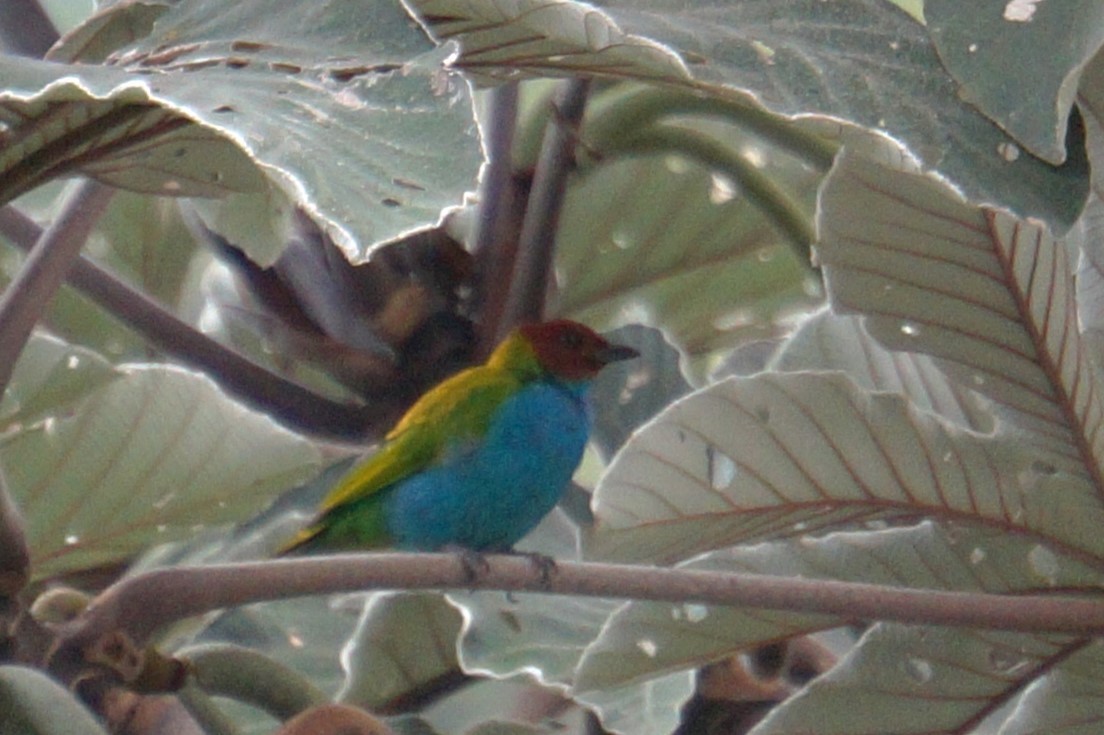 Bay-headed Tanager - ML618130881