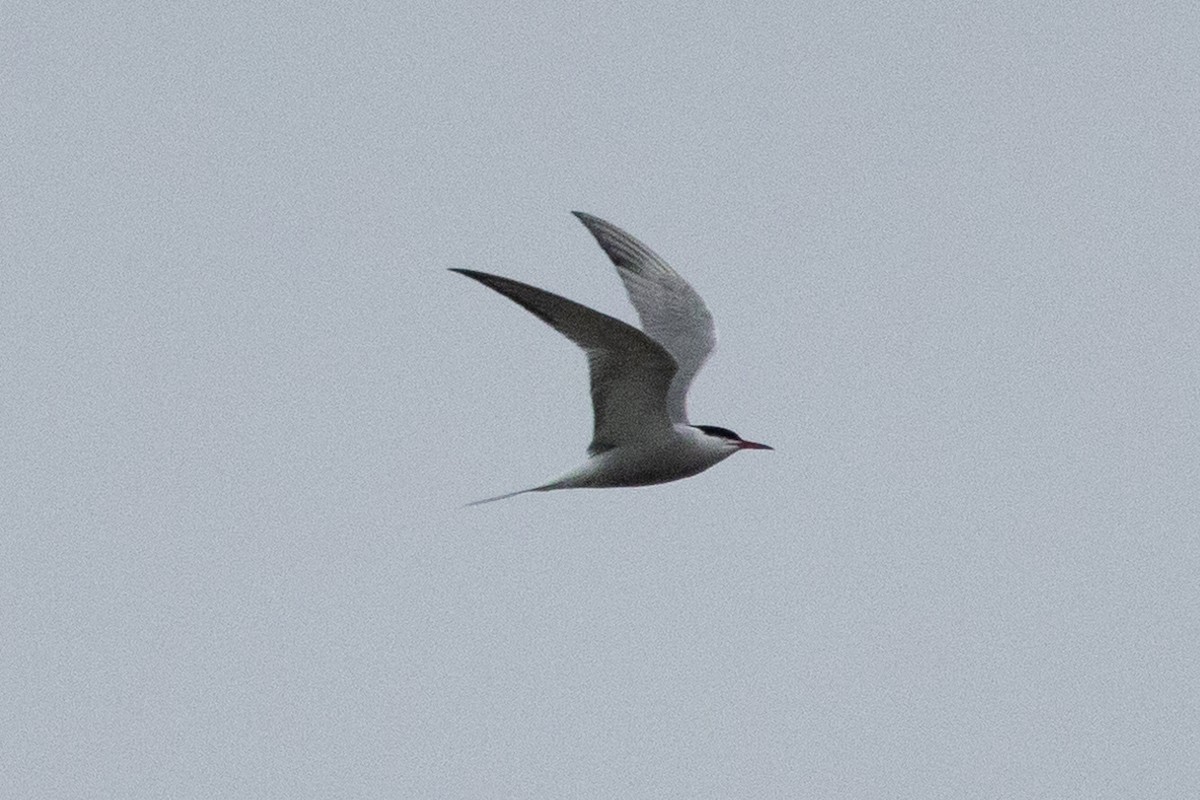 Common Tern - ML618130894