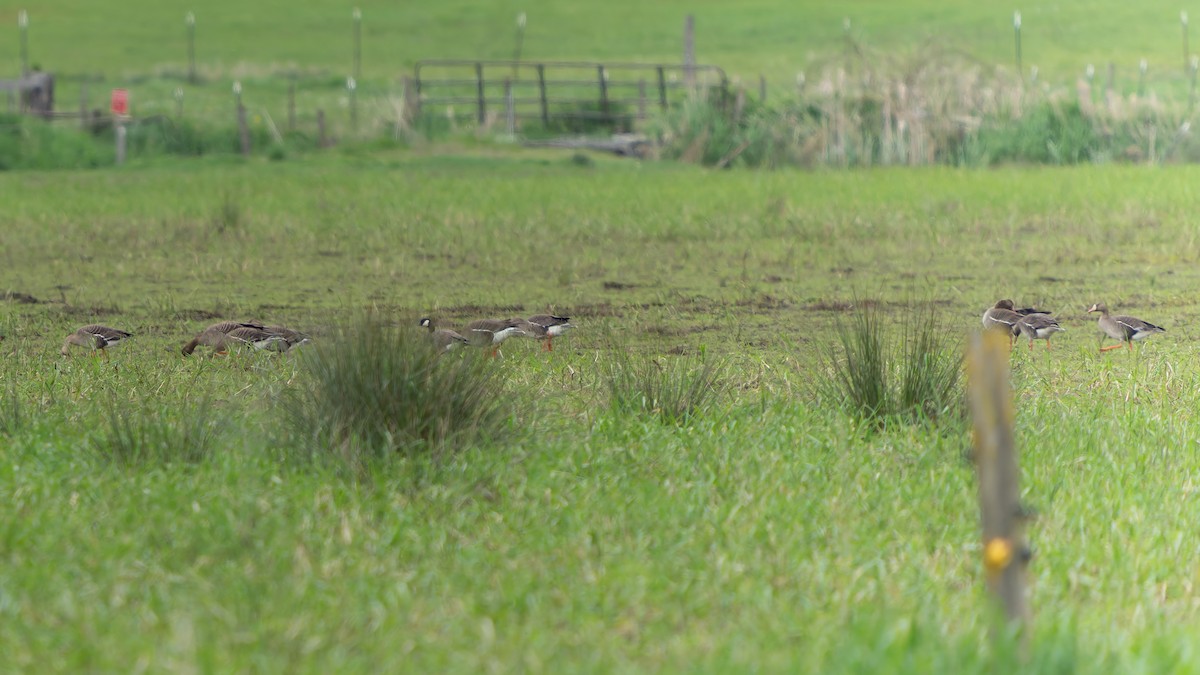 Greater White-fronted Goose - ML618130901