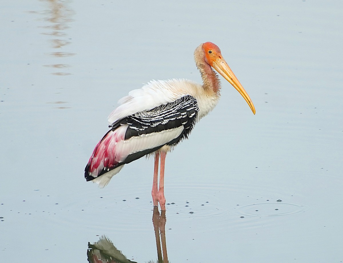 Painted Stork - Ayaan S