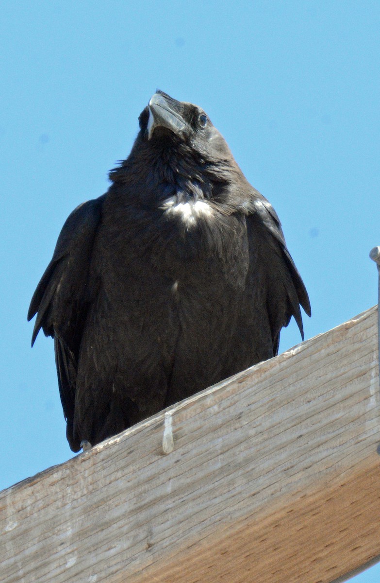 Chihuahuan Raven - ML618130966