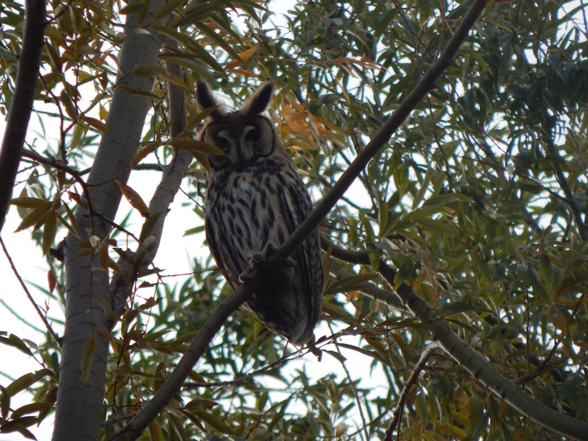 Striped Owl - ML618130969