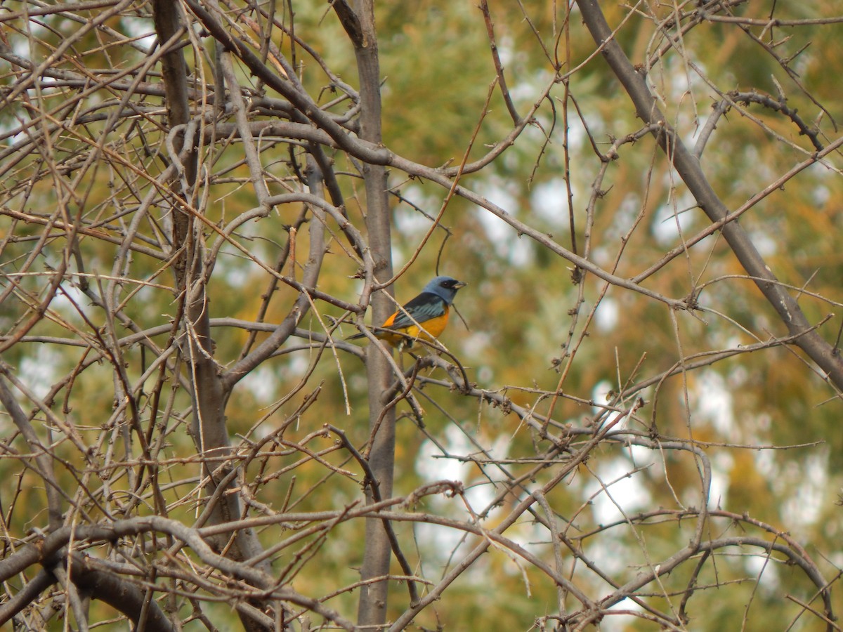 Blue-and-yellow Tanager - Tiziano Luka