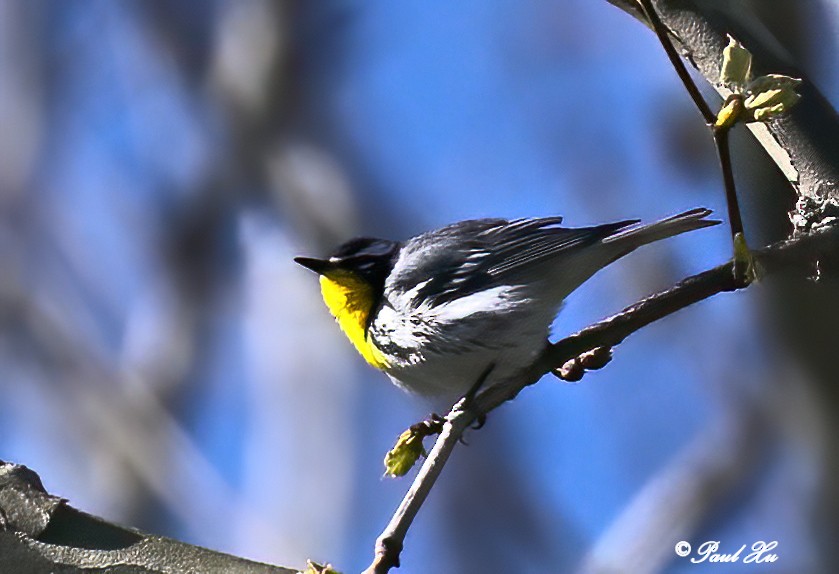 Yellow-throated Warbler - Paul Xu