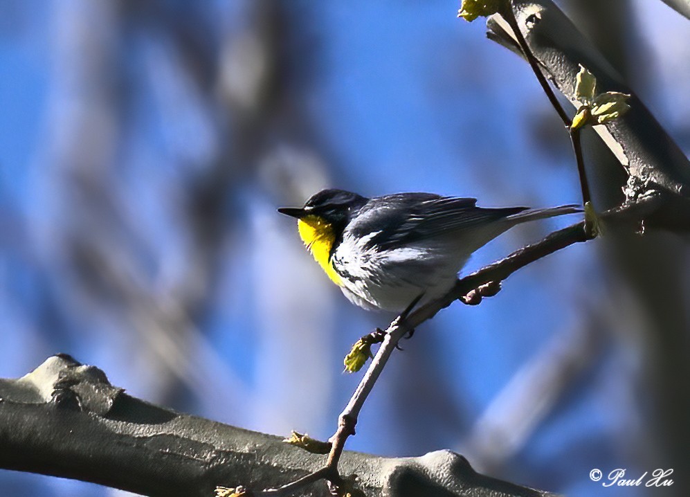 Yellow-throated Warbler - Paul Xu