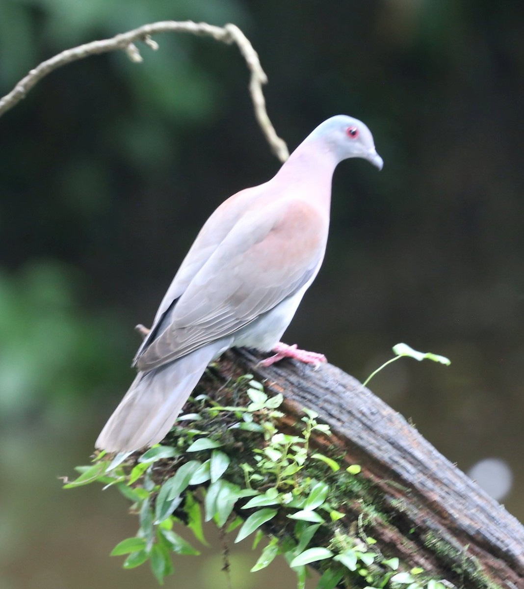 Pale-vented Pigeon - ML618131014