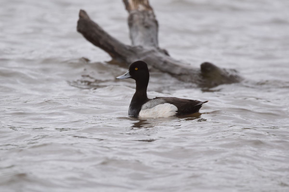 Greater/Lesser Scaup - ML618131034