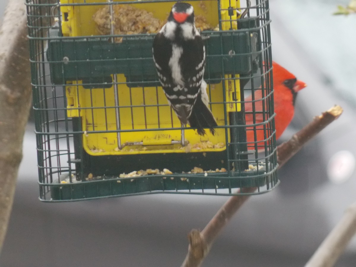 Downy Woodpecker - ML618131043