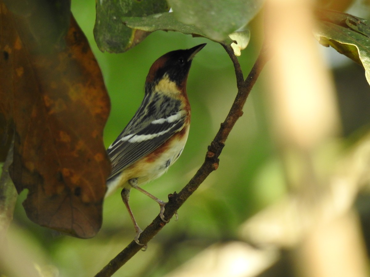 Bay-breasted Warbler - ML618131044