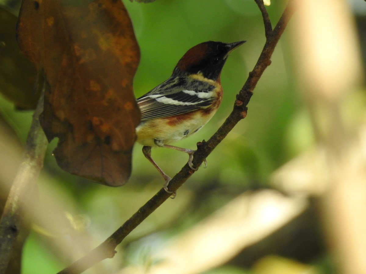 Bay-breasted Warbler - ML618131046