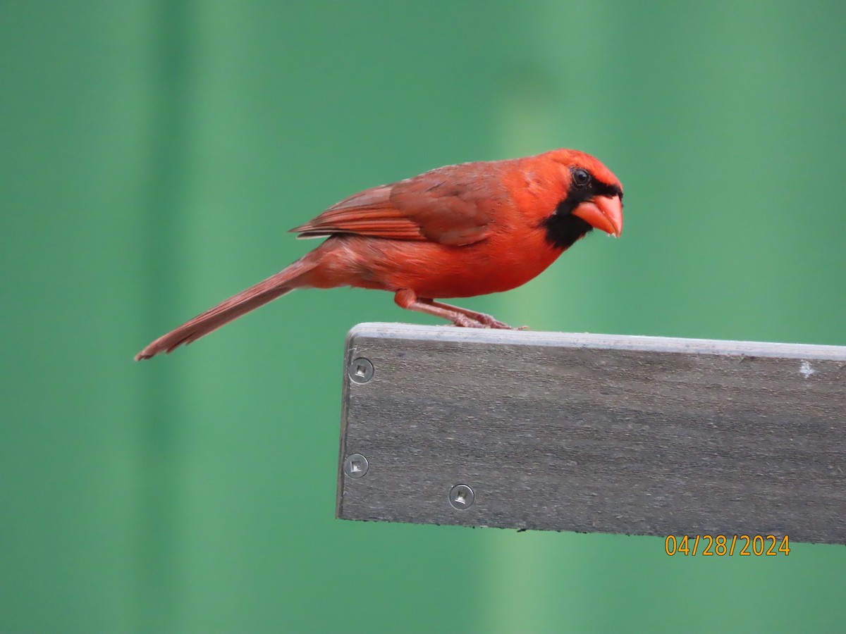 Cardinal rouge - ML618131081