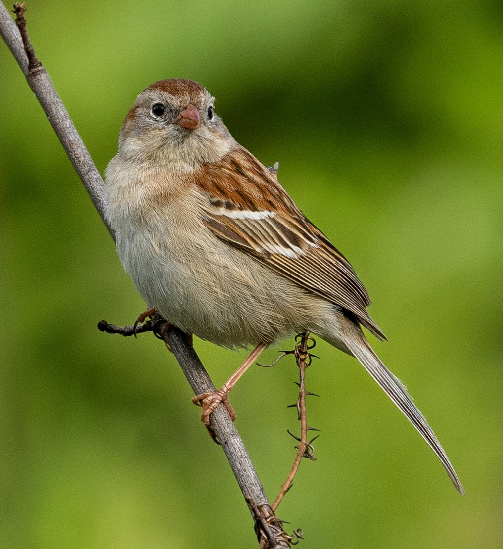 Field Sparrow - ML618131096