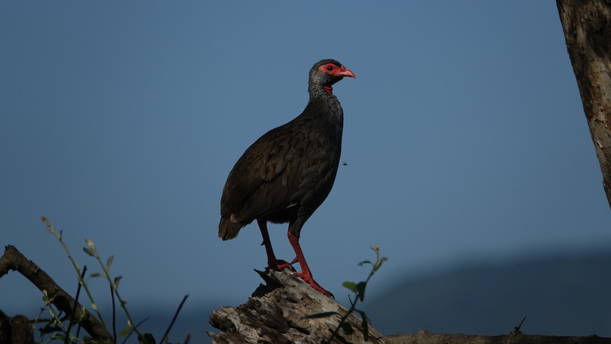 Red-necked Spurfowl - ML618131111