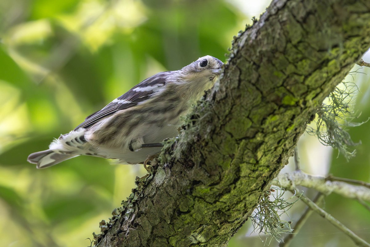 Black-and-white Warbler - ML618131141