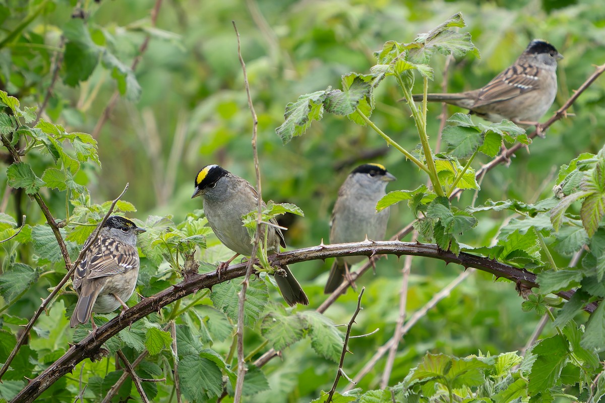 Golden-crowned Sparrow - ML618131157