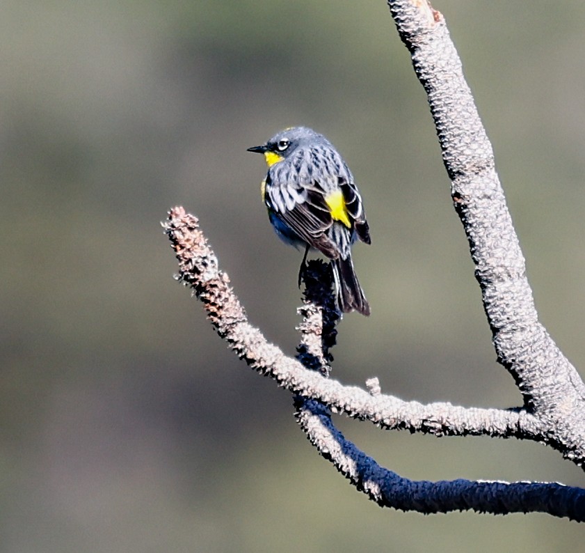 Yellow-rumped Warbler (Audubon's) - ML618131180