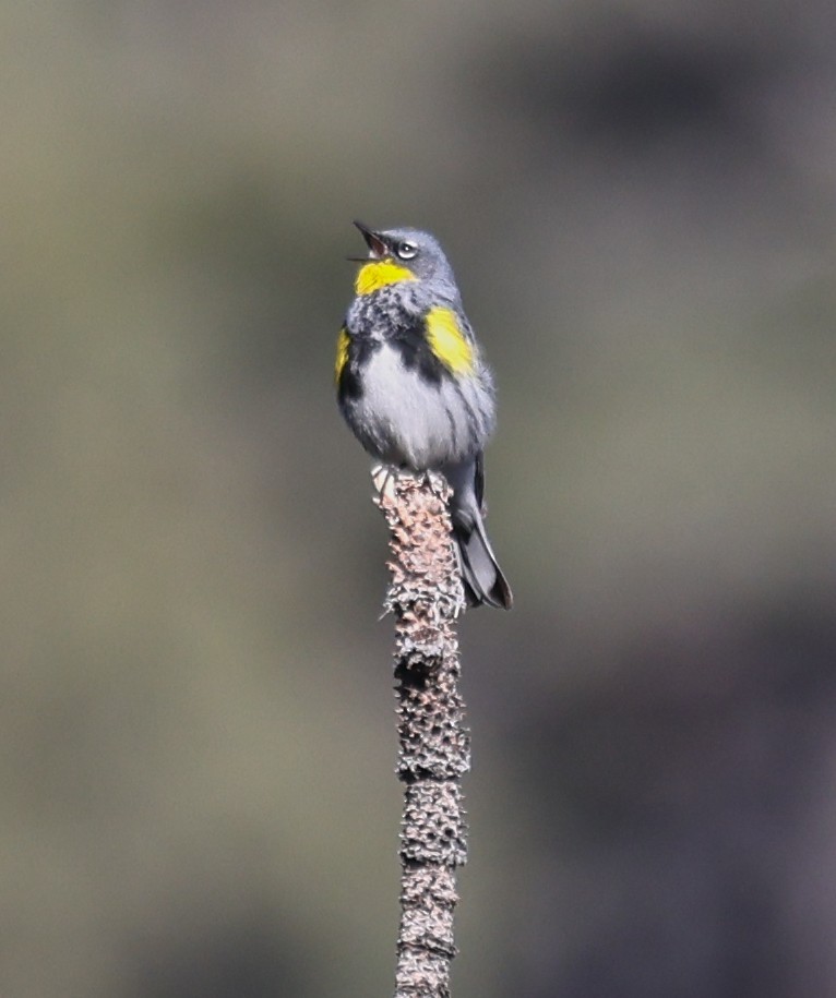 Yellow-rumped Warbler (Audubon's) - ML618131181