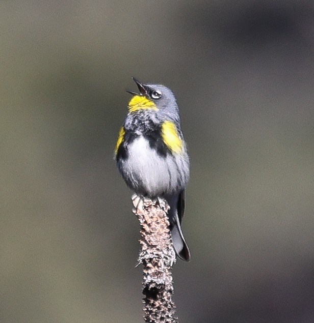 Yellow-rumped Warbler (Audubon's) - ML618131182