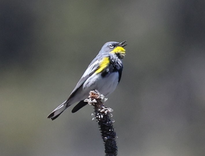 Yellow-rumped Warbler (Audubon's) - David Barton