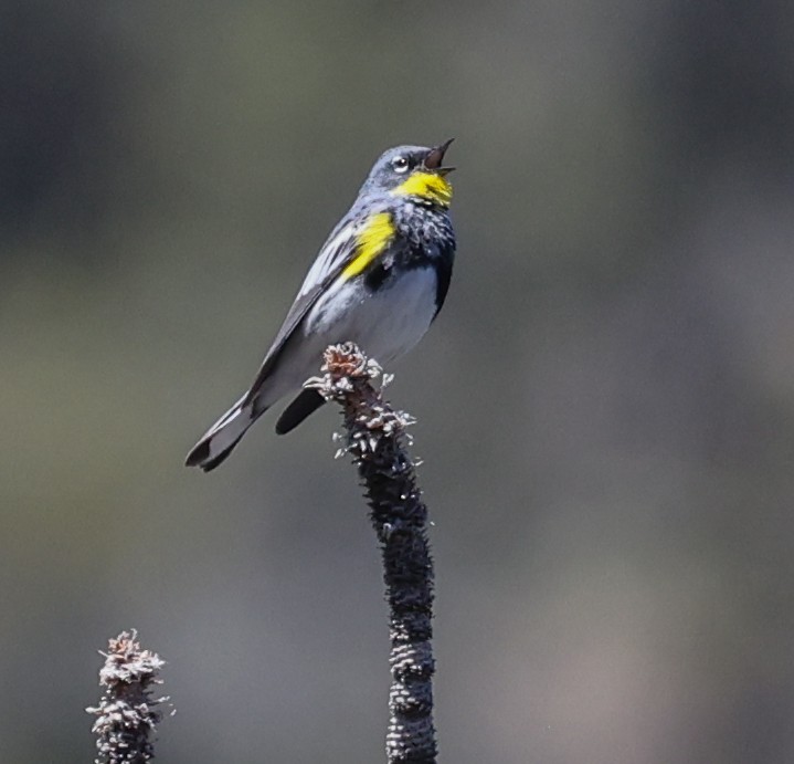Yellow-rumped Warbler (Audubon's) - ML618131184