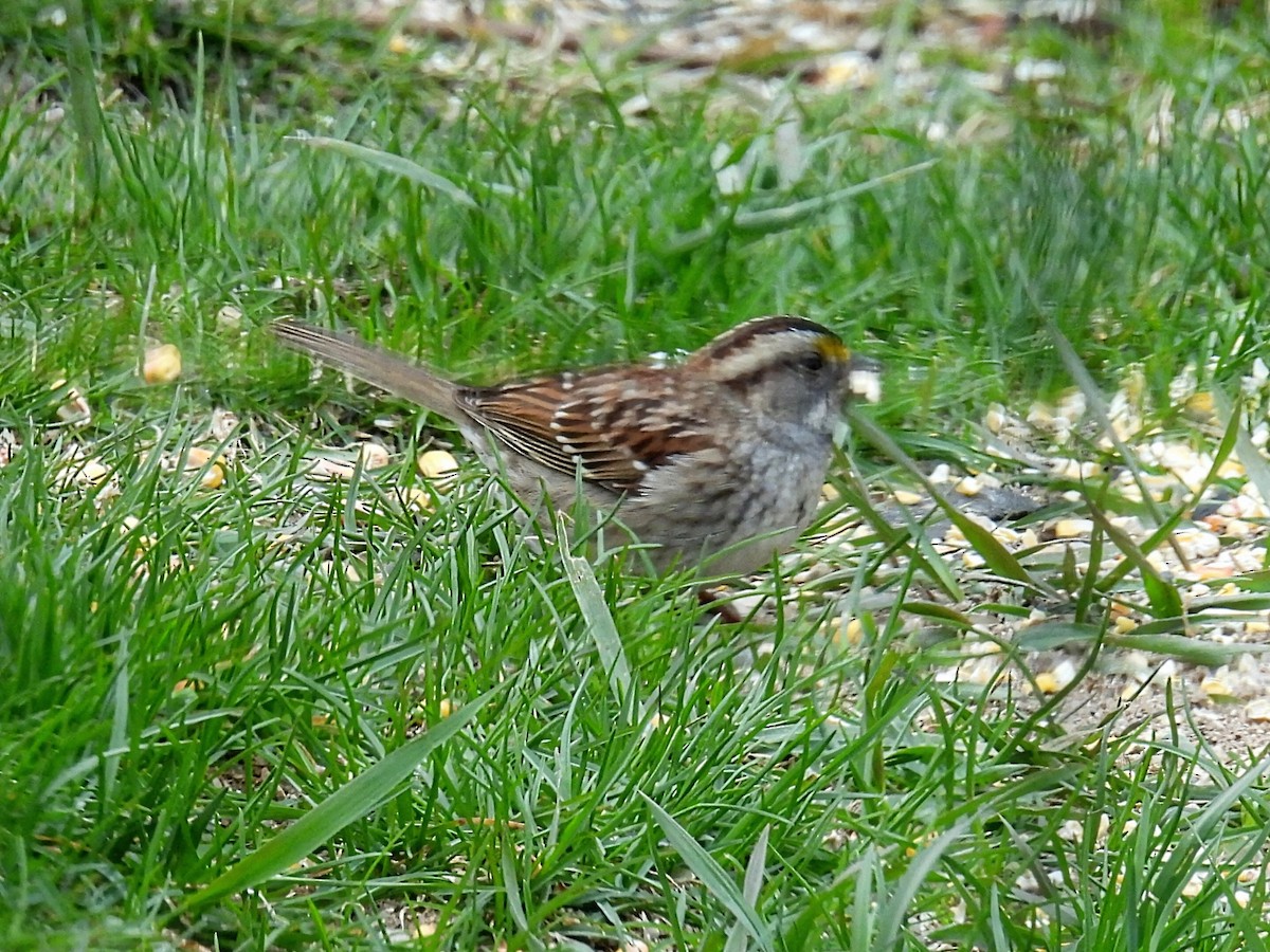 White-throated Sparrow - Melody Walsh
