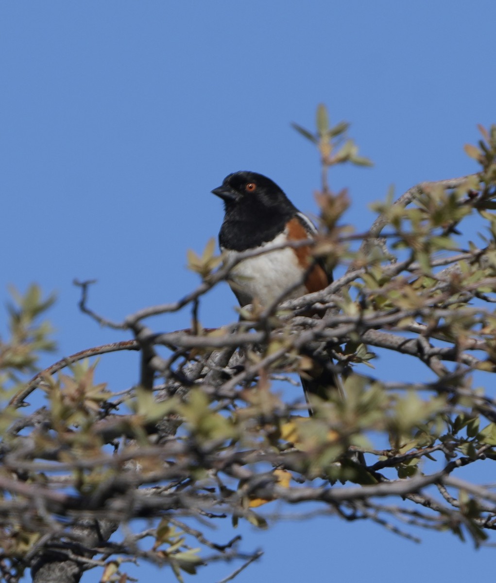 Spotted Towhee - ML618131201