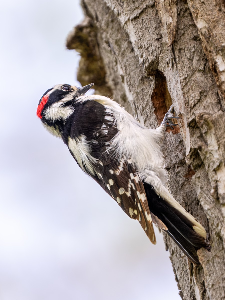 Downy Woodpecker - ML618131204