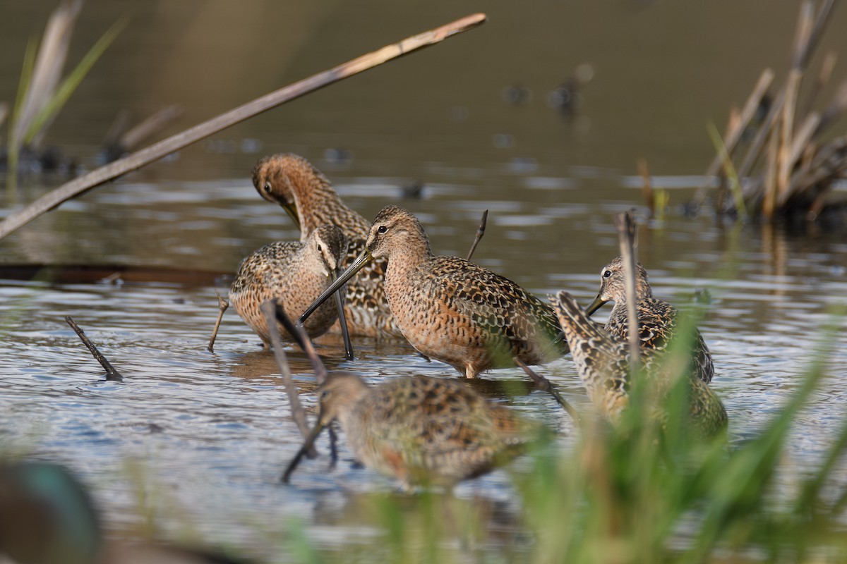 Long-billed Dowitcher - ML618131215