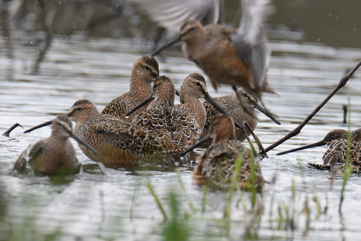 Long-billed Dowitcher - ML618131216
