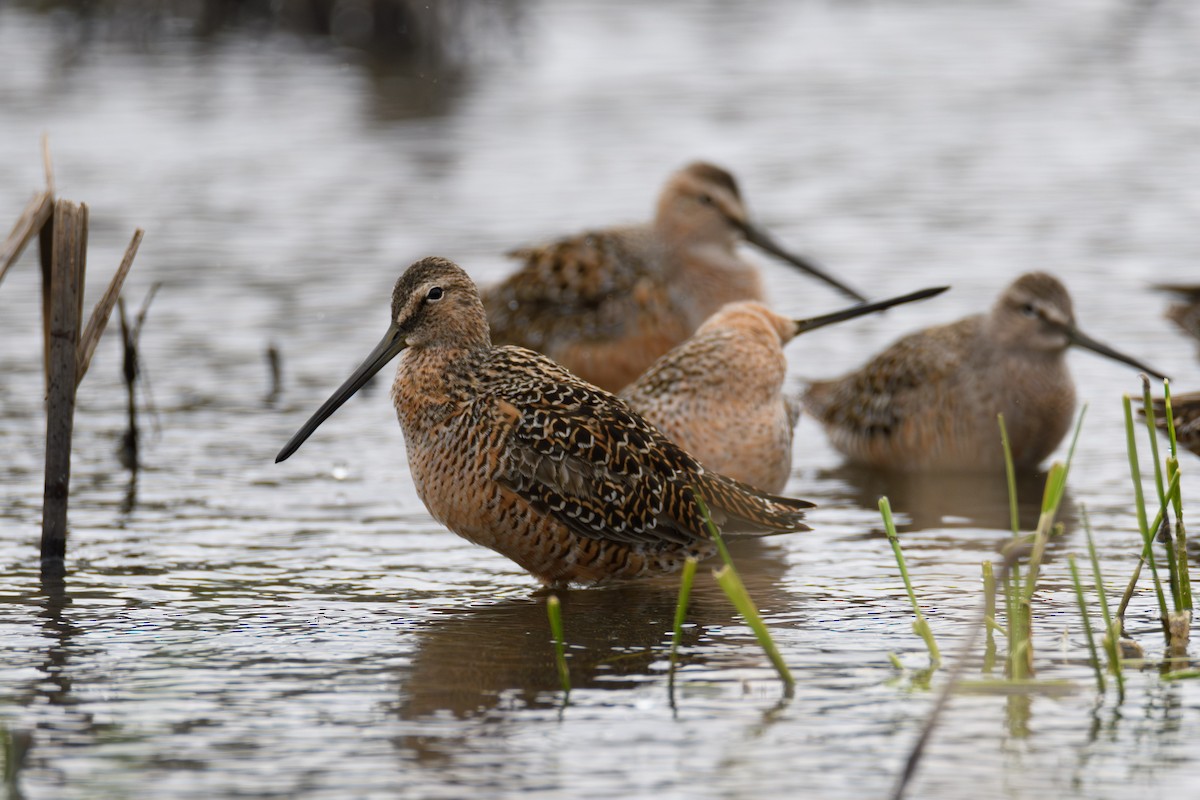 Long-billed Dowitcher - ML618131217