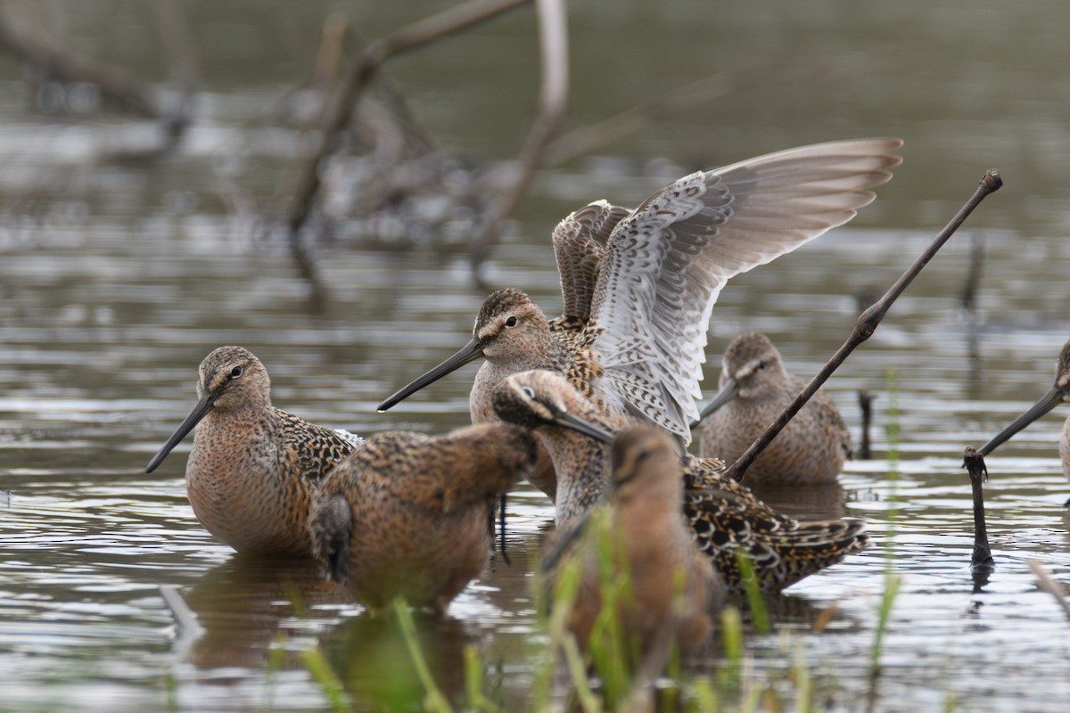 Long-billed Dowitcher - ML618131218
