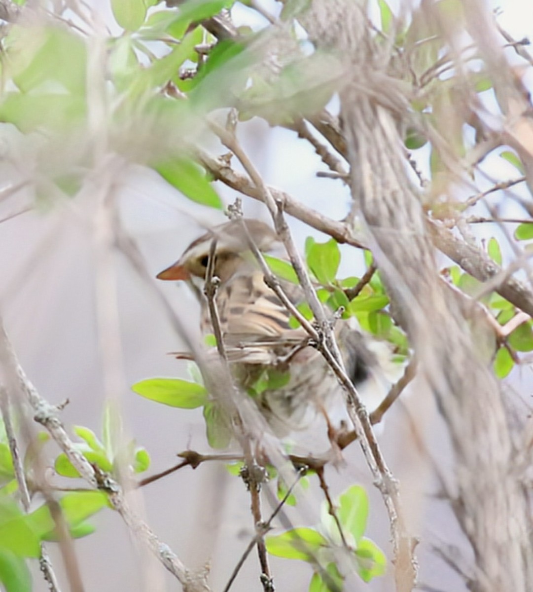 Clay-colored Sparrow - ML618131236
