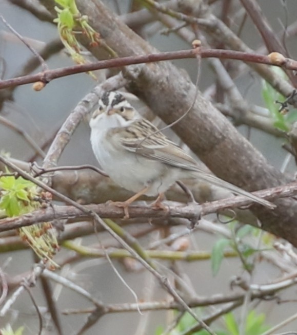 Clay-colored Sparrow - ML618131238