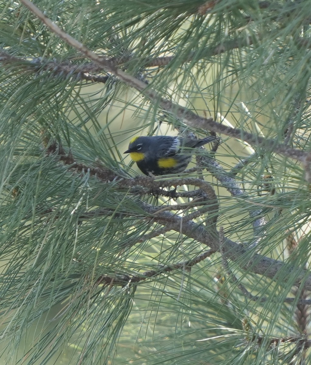 Yellow-rumped Warbler - John Rhoades