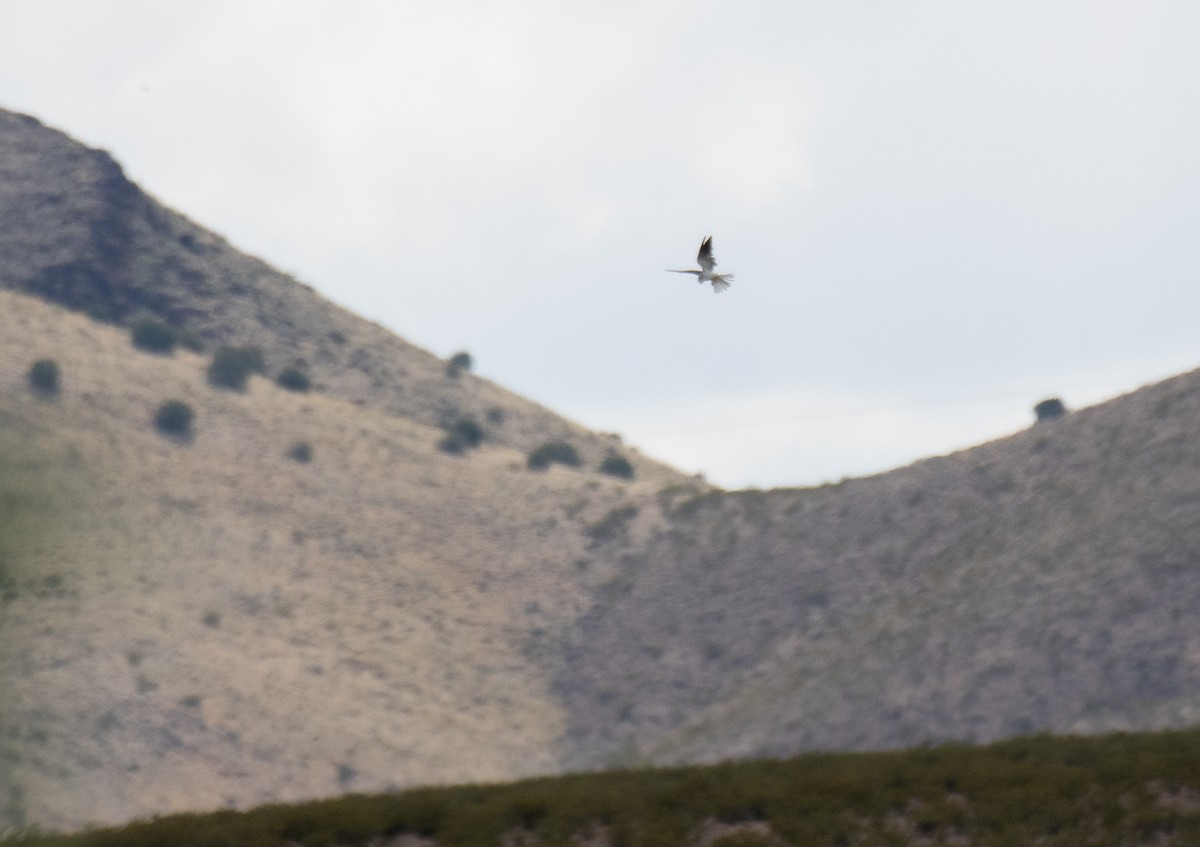 White-tailed Kite - Jack Parlapiano