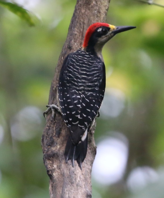 Black-cheeked Woodpecker - Susan Hunter