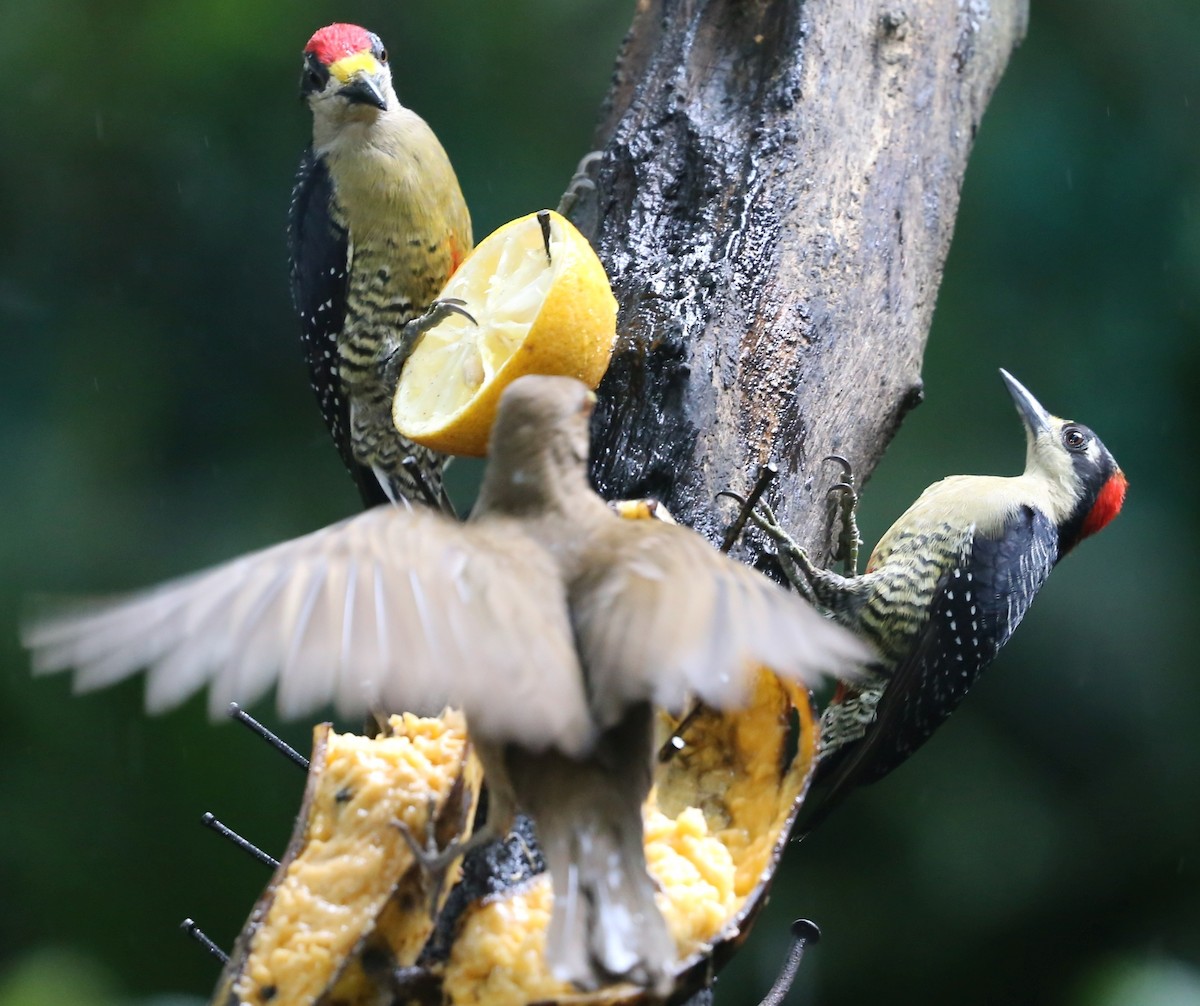 Black-cheeked Woodpecker - Susan Hunter