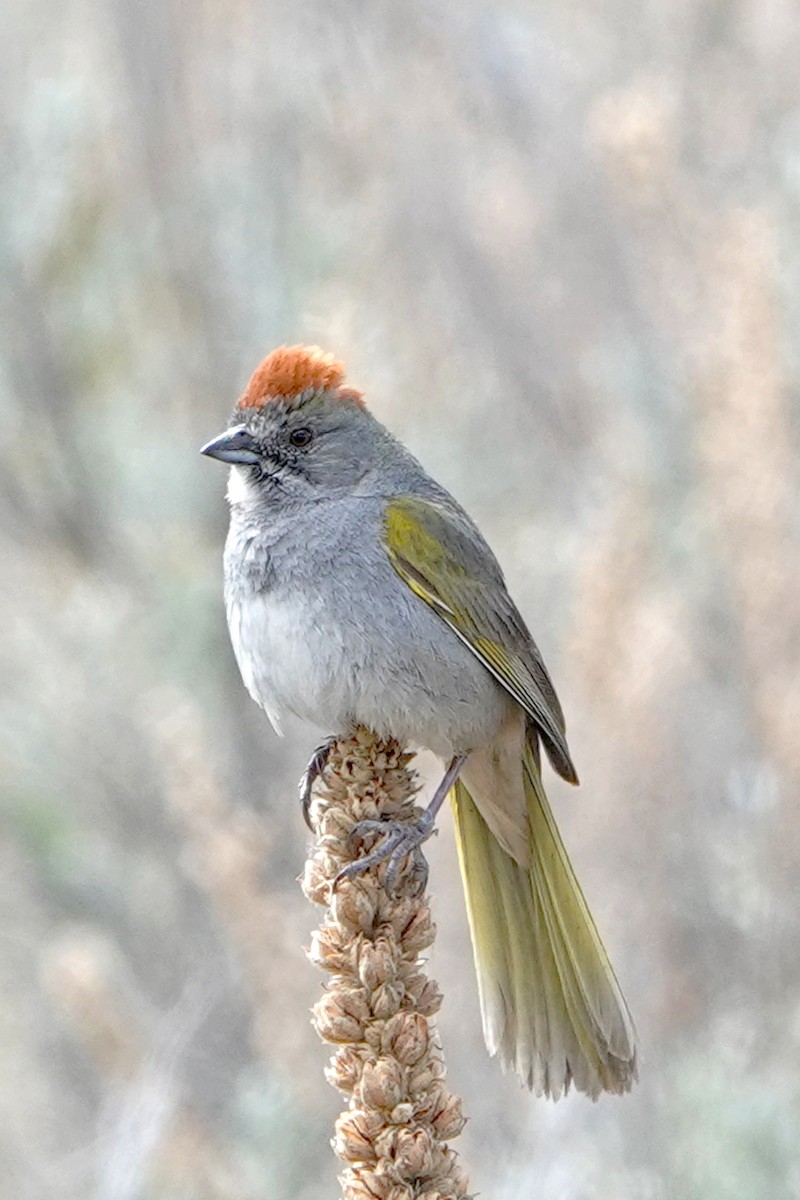 Green-tailed Towhee - Carrie Vaughn