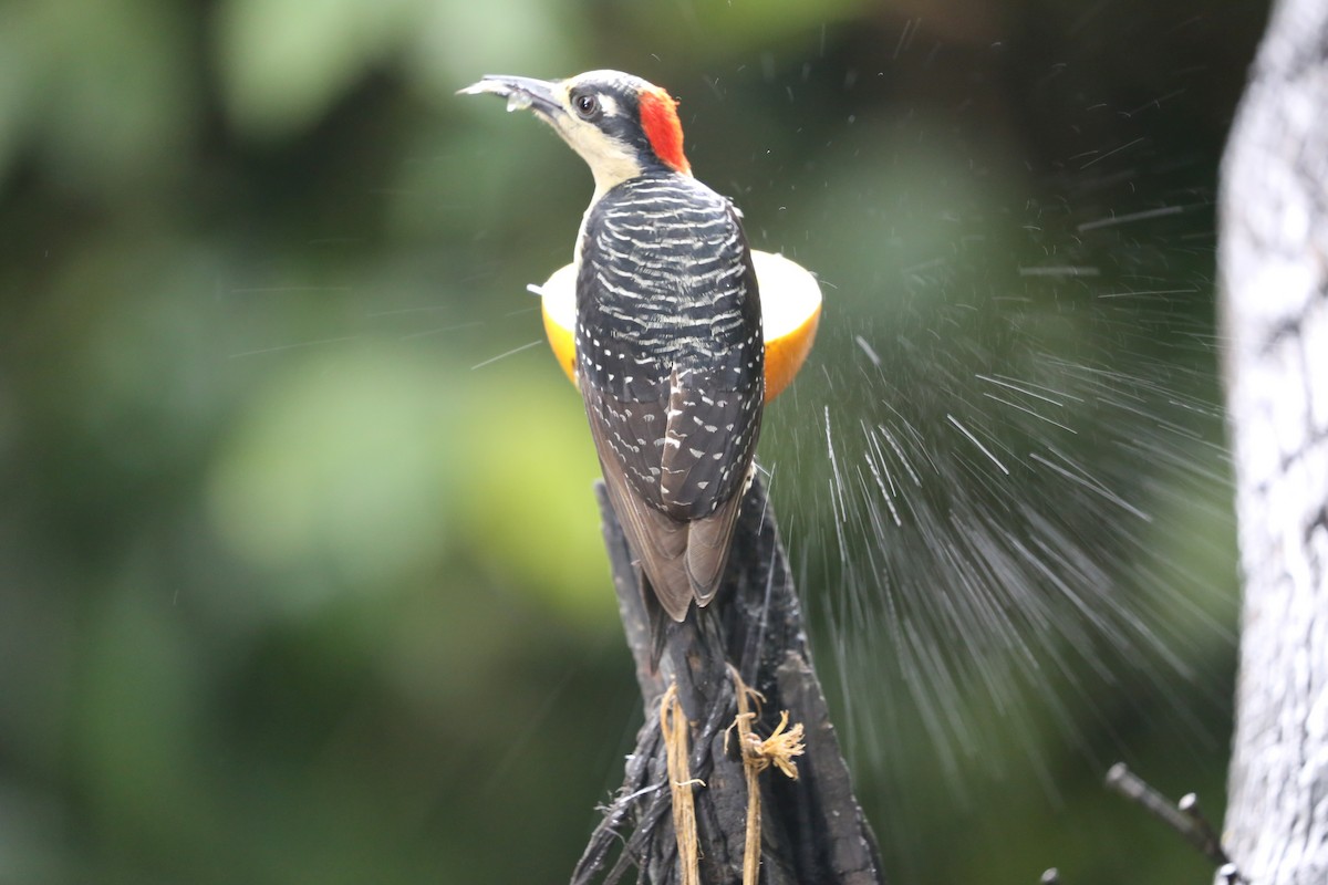 Black-cheeked Woodpecker - ML618131297