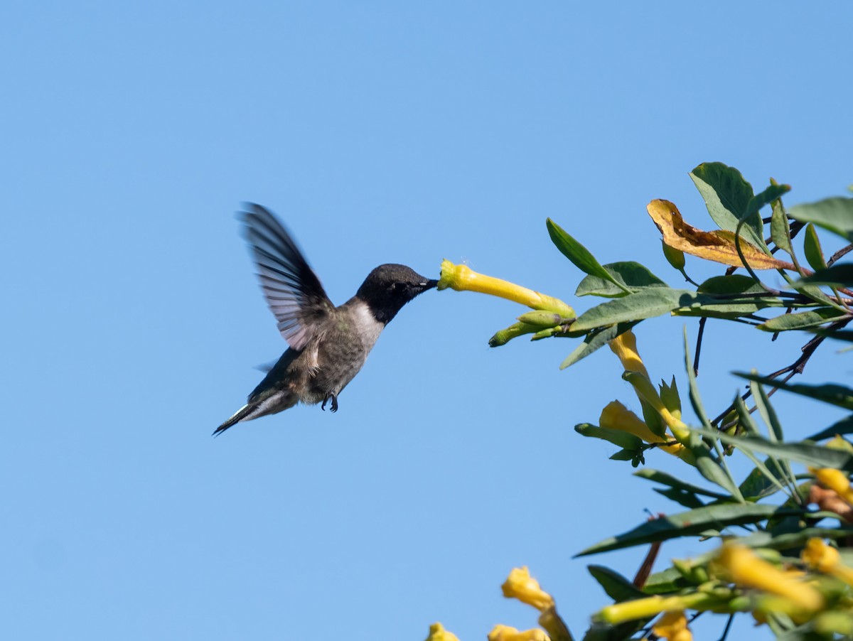 Black-chinned Hummingbird - Robert Shull