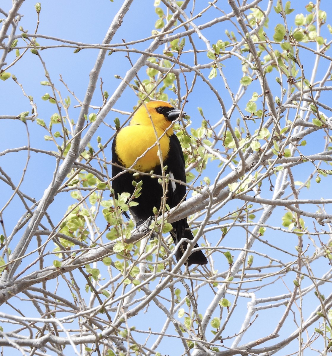 Yellow-headed Blackbird - Joan Grant