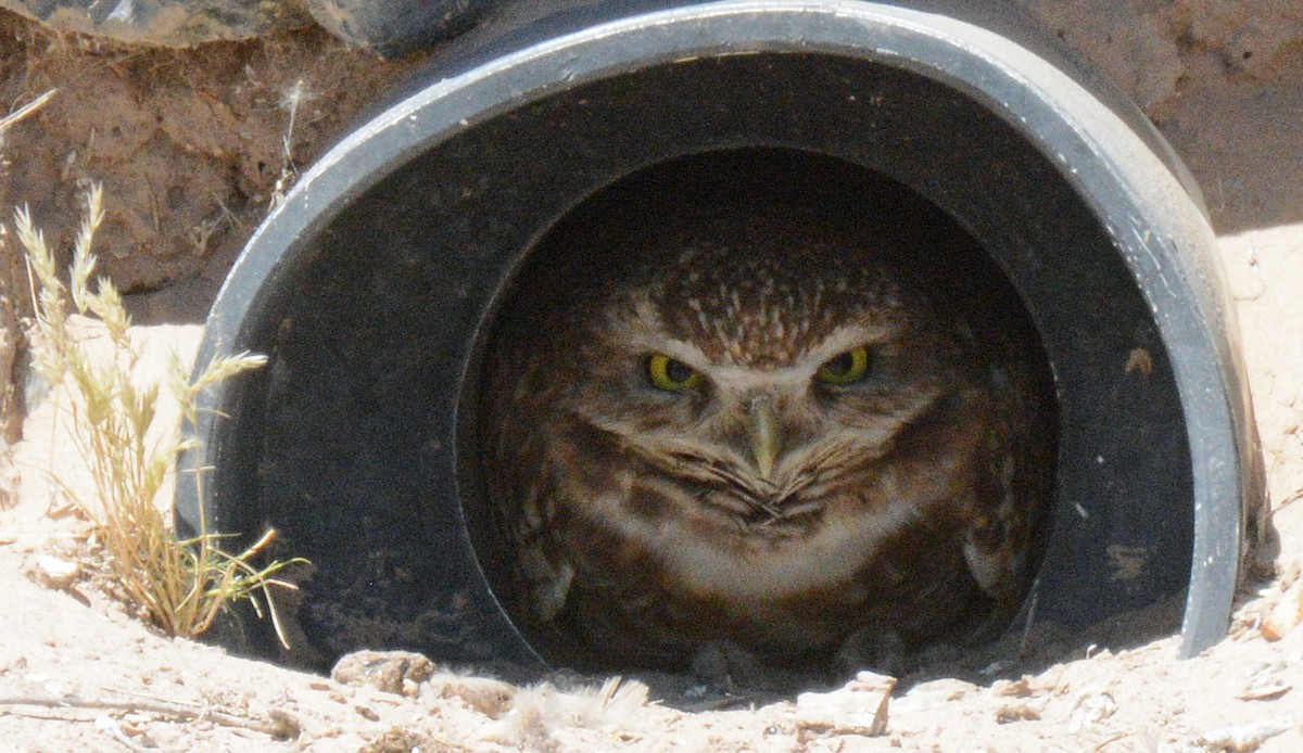 Burrowing Owl - ML618131309