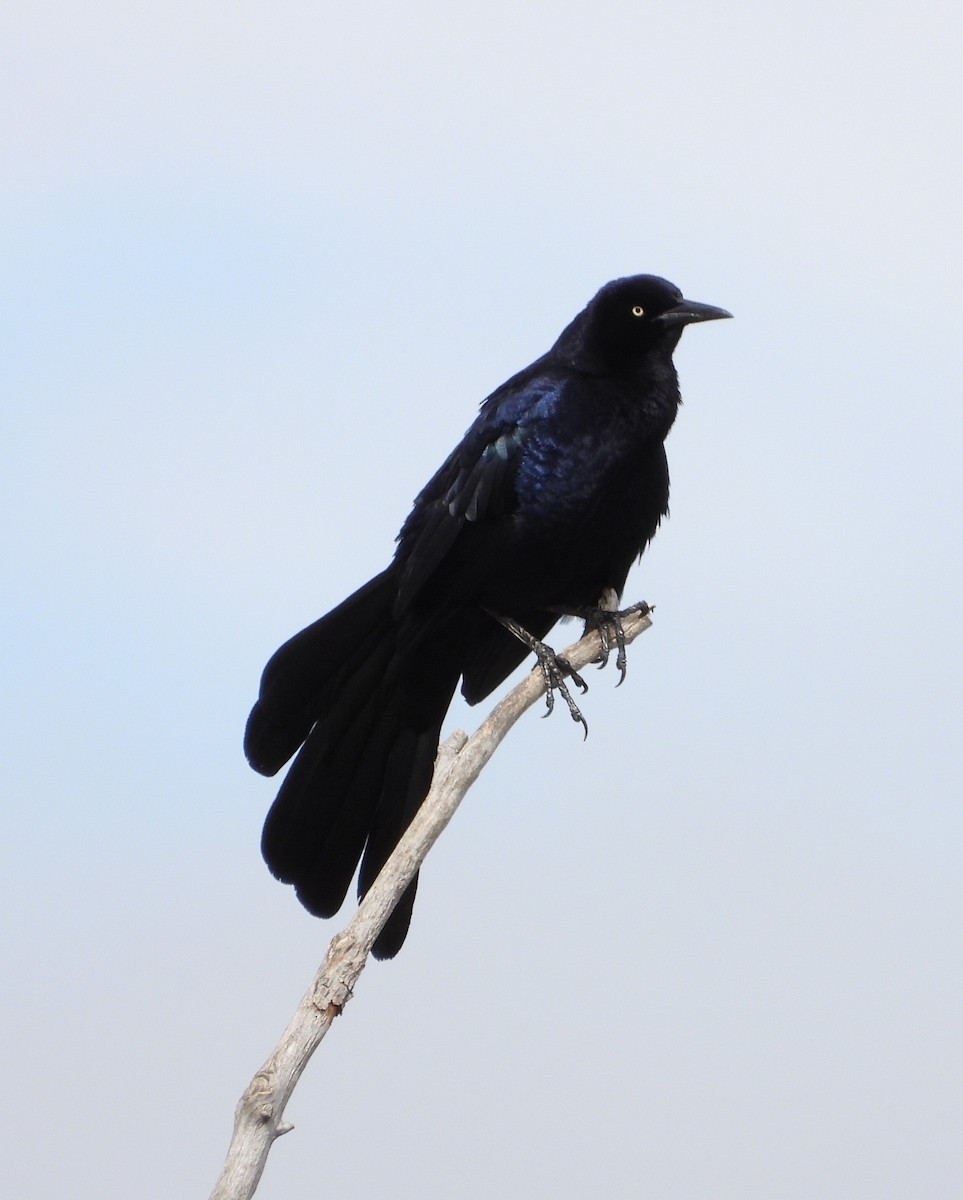 Great-tailed Grackle - Joan Grant