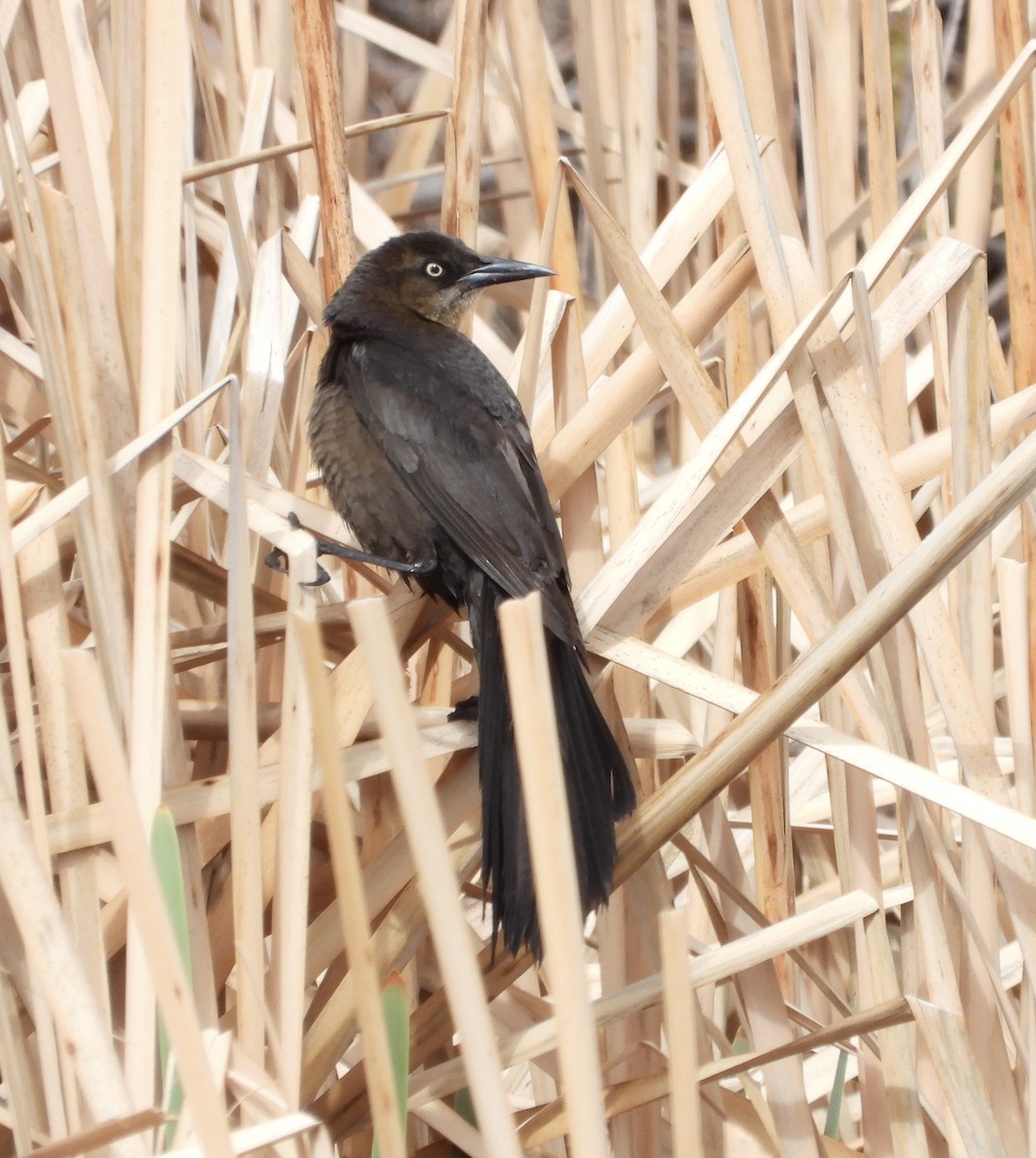Great-tailed Grackle - ML618131323