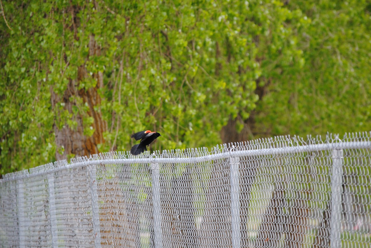 Red-winged Blackbird - ML618131324